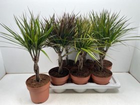 Kambarinis augalas, dracena, įvairi, vazonėlio skersmuo 17 cm.