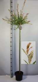 Dekoratyvinis medis, karklas sveikalapis "Hakuro-nishiki", ant stiebo, aukštis 120 cm., vazonėlio skersmuo 21 cm.