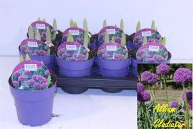 Daugiametė gėlė, dekoratyvinis česnakas "Gladiator", vazonėlio skersmuo 15 cm.