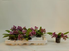 Kambarinis augalas, orchidėja (Phalaenopsis) "Phal Mini", vazonėlio skersmuo 6  cm.