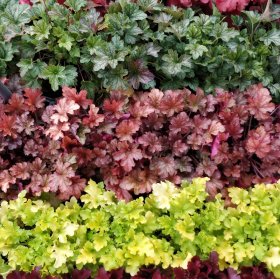 Daugiametė gėlė, alūnė, vazonėlio skersmuo 2 l.