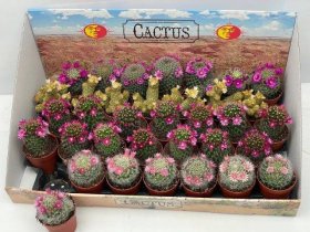 Kambarinis augalas, žydintis kaktusas, įvairūs, vazonėlio skersmuo 6 cm.