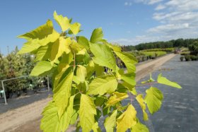 Dekoratyvinis medis, klevas uosialapis "Kelly’s Gold", vazonas 10 l.