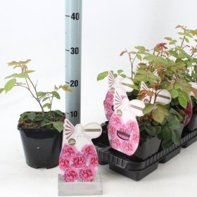 Daugiametė gėlė, rožė "Princess Claire of Belgium", vazonėlio skersmuo 14 cm.