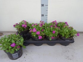 Alpinariumo augalas, aubretė "Axcent Lilac", vazonėlio skersmuo 13 cm.