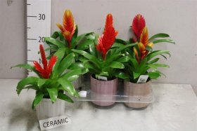 Kambarinis augalas, bromelija, keraminiame vazone, vazonėlio skersmuo 9 cm.