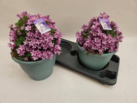 Daugiametė gėlė, katilėlis, vazonėlio skersmuo 23 cm.