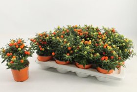 Kambarinis augalas, kiauliauogė 'Pseudocapsicum', vazonėlio skersmuo 12 cm.