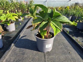 Daugiametė gėlė, rodžersija, vazonėlio skersmuo 15 cm.