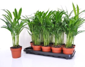 Kambarinis augalas, dipsis gelsvasis, vazonėlio skersmuo 12 cm.