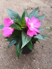 Vienmetė gėlė, sprigė gvinėjinė, vazonėlio skersmuo 12 cm.