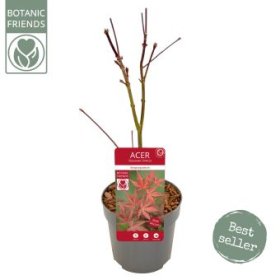 Dekoratyvinis medis, plaštakinis klevas "Atropurpureum", vazonėlio skersmuo 10 cm.