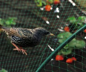 Tinklas nuo paukščių NORTENE, lietas HDPE, UV apsauga, 8 x 10 m, akis 18 x 18 mm