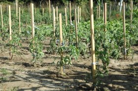 Atrama pomidorams ACACIA, 22 x 22 mm., aukštis 170 cm.