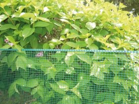 Plastikinis tinklas NORTENE Square, akis 10 x 10 mm, 0,5 x 5 m, žalios spalvos