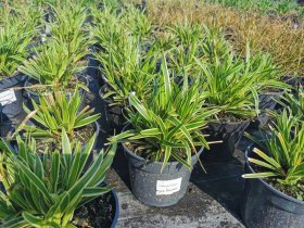 Žolinis augalas, viksva, vazonas 3 l.