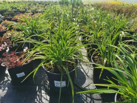 Daugiametė gėlė, viendienė, vazonas 3 l.