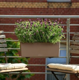 Plastikinis lovelis LECHUZA Balconera Color 50, moka spalvos, 50 cm.