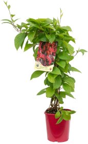 Vaiskrūmis, kininis citrinvytis, įvairios veislės, vazonėlio talpa 2 l.