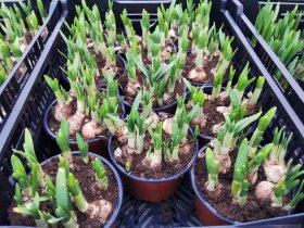 Kambarinis augalas, narcizas, vazonėlio skersmuo 14 cm.