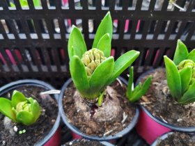 Kambarinis augalas, hiacintas (1 svog.), vazonėlio skersmuo 9 cm.