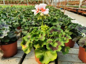 Vienmetė gėlė, pelargonija (krūminė), vazonėlio skersmuo 12 cm.