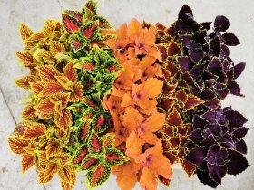 Vienmetė gėlė, margenis, vazonėlio skersmuo 12 cm.