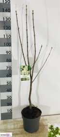 Dekoratyvinis krūmas, alyva "Vulgaris", vazonėlio skersmuo 26 cm.