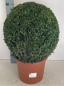 Dekoratyvinis krūmas, buksmedis, rutulio formos, vazonėlio skersmuo 29 cm.