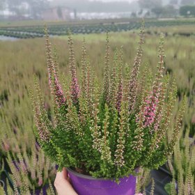 Vienmetė gėlė, viržis, vazonėlio skersmuo 12 cm.