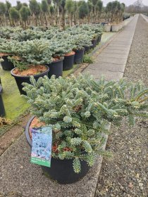 Spygliuotis, kėnis korėjinis "Blue Emperor", aukštis 50-60 cm., vazonas 25 l.