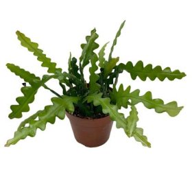 Kambarinis augalas, lapenis kampuotasis, vazonėlio skersmuo 12 cm.