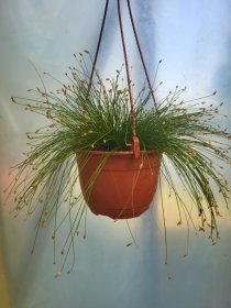 Žolinis augalas, viksvameldis, vazonėlio skersmuo 25 cm.