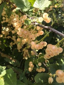Vaiskrūmis, serbentas baltasis “Jüterbog”, kamieninė forma (Ribes rubrum)