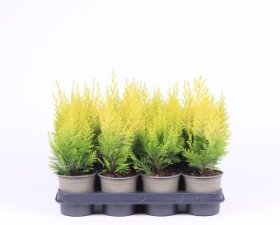 Spygliuotis, lausono puskiparisis "Ivonne", vazonėlio skersmuo 11 cm.