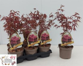 Dekoratyvinis medis, plaštakinis klevas, vazonėlio skersmuo 15 cm.