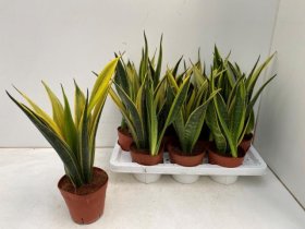 Kambarinis augalas, sansevjera trijuostė, vazonėlio skersmuo 14 cm.