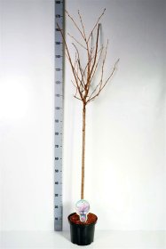 Vaismedis, trešnė "Accolade", ant stiebo, vazonas 5 l.