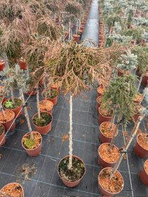 Spygliuotis, tuja didžioji "Kagers Beauty", ant stiebo, vazonėlio skersmuo 23 cm.