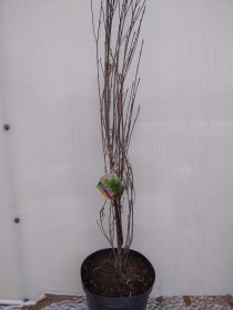 Dekoratyvinis krūmas, šaltekšnis paprastasis "Aspenifolia Fineline", vazonas 7 l.