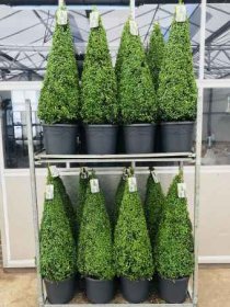 Dekoratyvinis krūmas, buksmedis paprastasis, piramidės formos, aukštis 90-100 cm., vazonėlio skersmuo 31 cm.