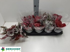 Kambarinis augalas, begonija, vazonėlio skersmuo 12 cm.