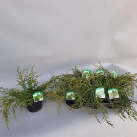 Spygliuotis, kadagys "Repanda", vazonėlio skersmuo 17 cm.