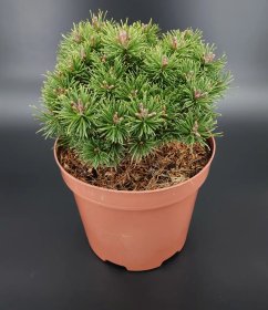 Spygliuotis, pušis kablelinė "Nana", vazonėlio skersmuo 23 cm.