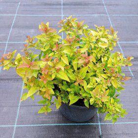 Dekoratyvinis krūmas, lanksva japoninė "Firelight", aukštis 20 cm., vazonas 2 l.