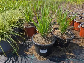 Žolinis augalas, barzdūnas, vazonėlio skersmuo 15 cm.