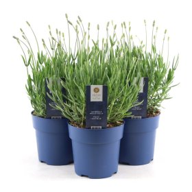 Daugiametė gėlė, levanda "Felice Blue", vazonėlio skersmuo 15 cm.