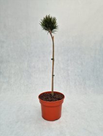 Spygliuotis, pušis baltažiedė "Smidtii", vazonas 5 l.