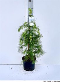 Spygliuotis, kedras himalajinis, vazonėlio skersmuo 23 cm.