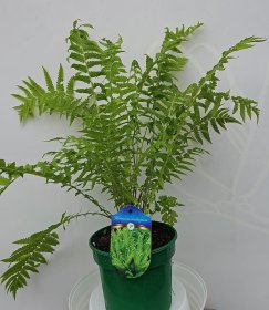 Žolinis augalas, jonpapartis paupinis, vazonas 1,5 l.